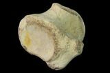Fossil Mosasaur (Clidastes) Cervical Vertebra - Kansas #136437-5